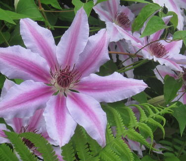 Clematis Nelly Moser 