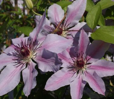 Clematis Nelly Moser