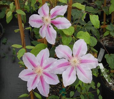 Clematis 'Nelly Moser'