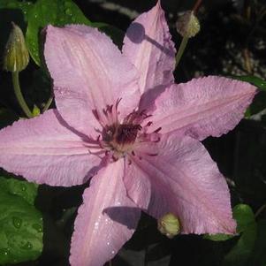 Clematis Hagley Hybrid