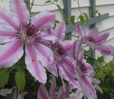 Clematis Nelly Moser