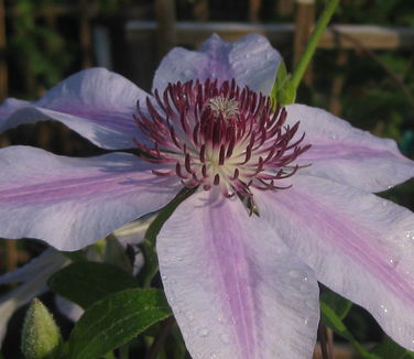 Clematis Nelly Moser