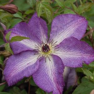 Clematis viticella Venosa Violacea