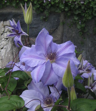 Clematis Ramona (@ Wave Hill)