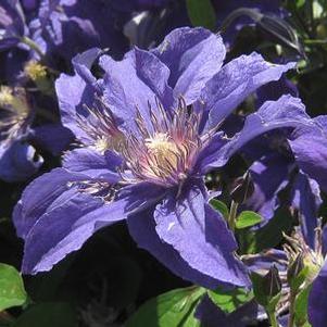 Clematis Sapphire Indigo™