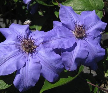 Clematis 'Ramona'