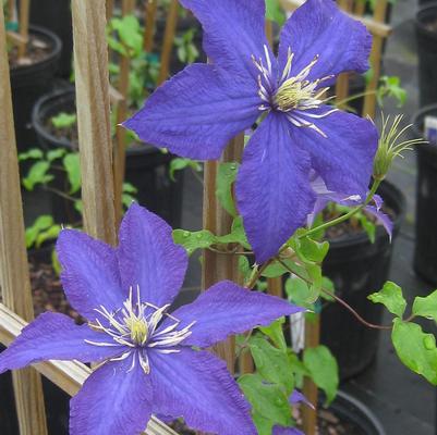 Clematis Rhapsody