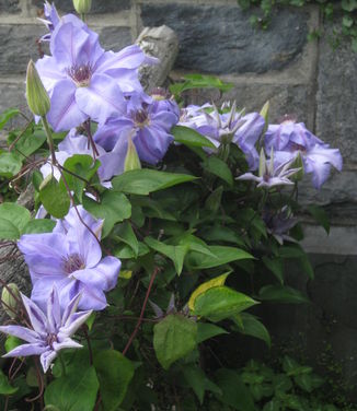 Clematis Ramona (@ Wave Hill)