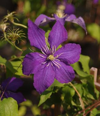 Clematis 'Rhapsody'