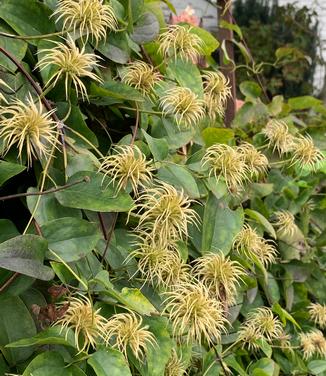 Clematis 'Rhapsody' - Clematis from Pleasant Run Nursery