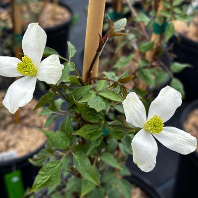 Clematis montana var. grandiflora 