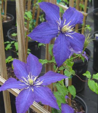 Clematis 'Rhapsody' 