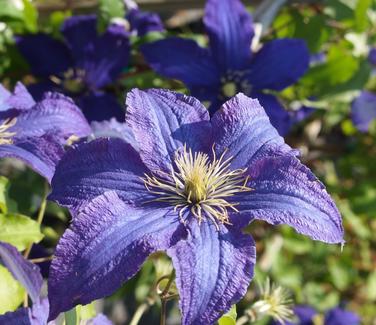 Clematis Rhapsody 