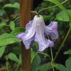 Clematis viticella Betty Corning