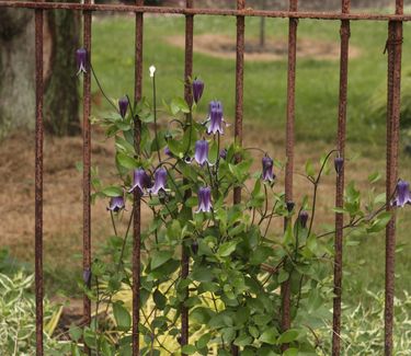 Clematis 'Rooguchi'