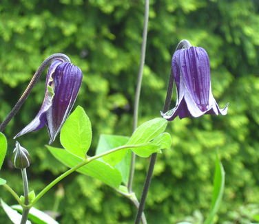 Clematis Rooguchi