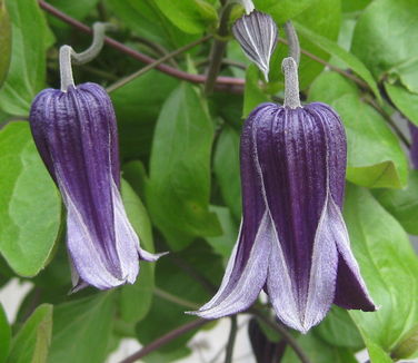 Clematis Rooguchi 