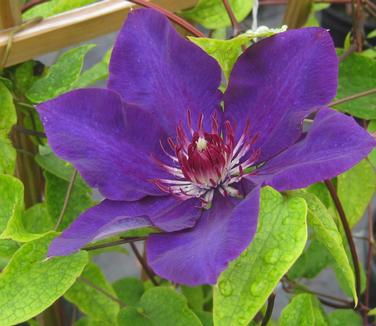 Clematis 'The President'