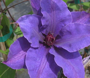 Clematis 'The President'