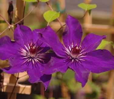 Clematis The President