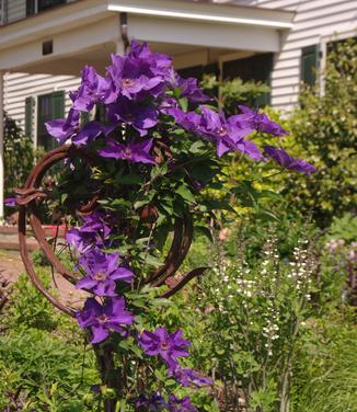 Clematis 'The President'