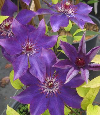 Clematis 'The President'