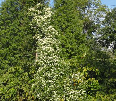 Clematis terniflora (paniculata) - Sweet Autumn Clematis 