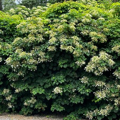 Hydrangea anomala subsp. petiolaris 