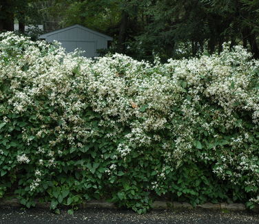 Clematis terniflora (paniculata) - Sweet Autumn Clematis