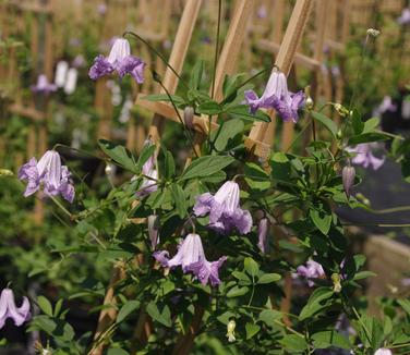 Clematis viticella Betty Corning 