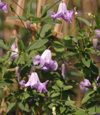 Clematis viticella Betty Corning 