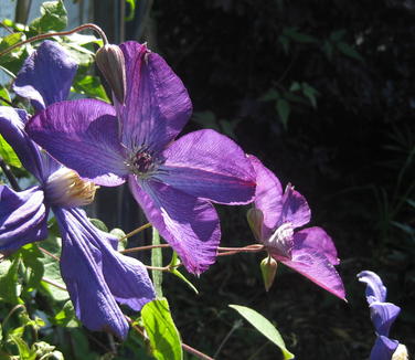 Clematis viticella Venosa Violacea - Italian Clematis