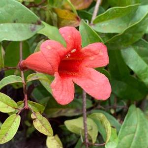 Bignonia capreolata Dragon Lady