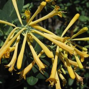 Lonicera sempervirens John Clayton