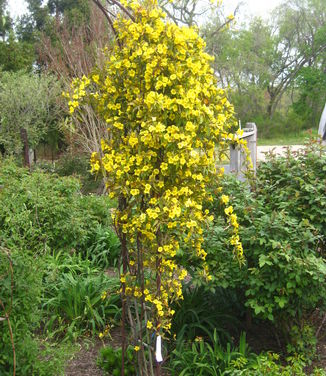 Gelsemium sempervirens Margarita