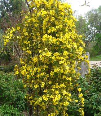 Gelsemium sempervirens Margarita 