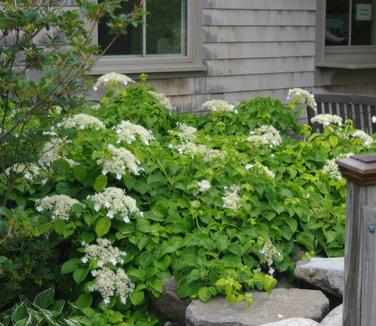 Hydrangea anomala subsp. petiolaris (Maine Bot Garden)