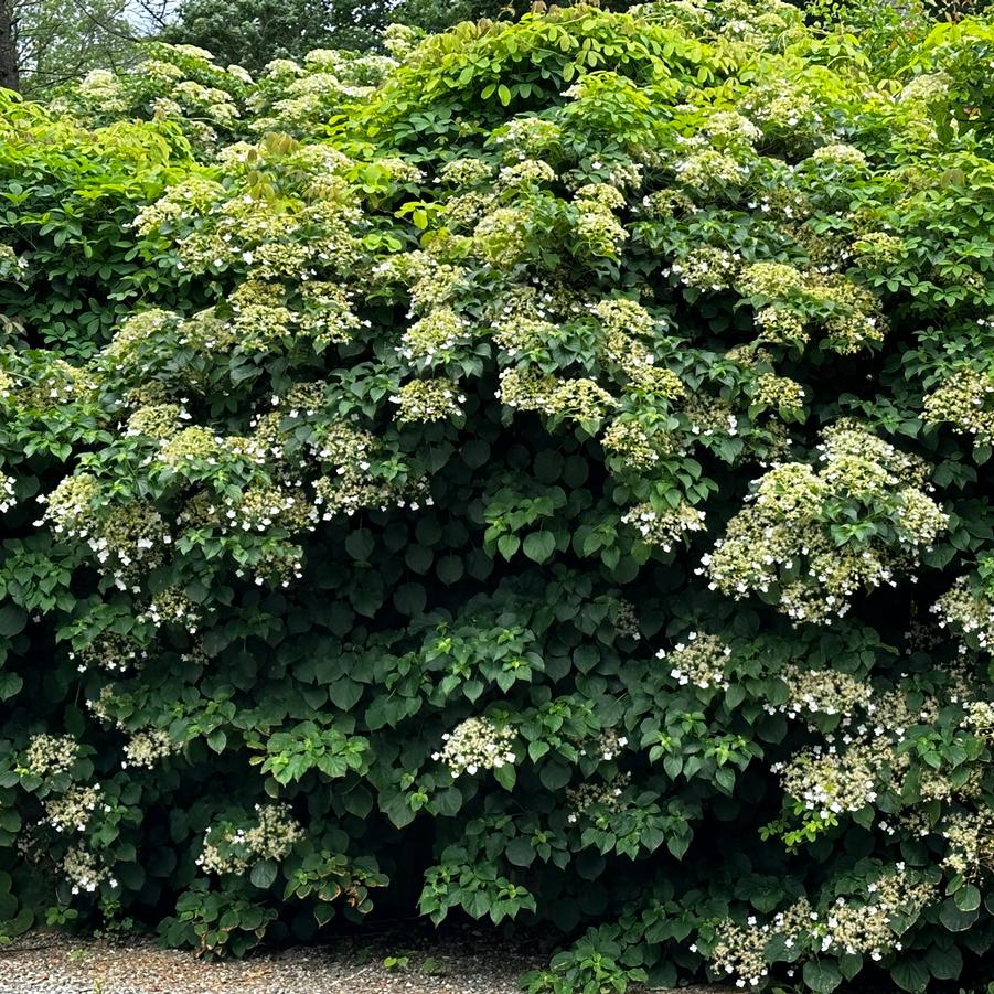 Hydrangea anomala subsp. petiolaris