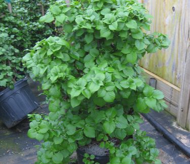 Hydrangea anomala subsp. petiolaris - Climbing Hydrangea