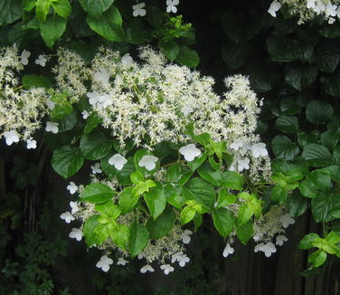 Hydrangea anomala subsp. petiolaris 