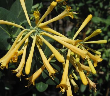 Lonicera sempervirens 'John Clayton'