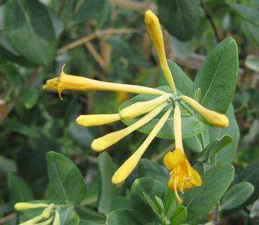  Lonicera sempervirens John Clayton