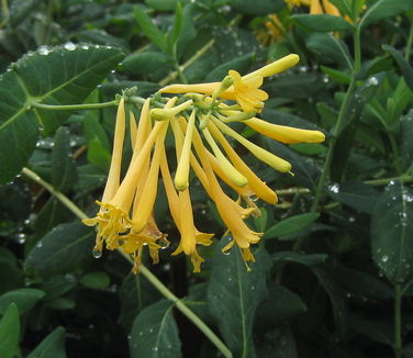 Lonicera sempervirens John Clayton - Trumpet Honeysuckle 