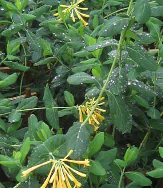 Lonicera sempervirens John Clayton - Trumpet Honeysuckle 