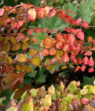 Parthenocissus tricuspidata 'Fenway Park' - Boston Ivy (Fall Cclor)