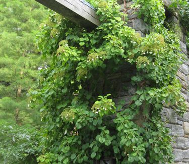 Schizophragma hydrangeoides 'Moonlight' - False Hydrangea-vine (at Chanticleer)