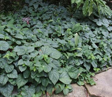 Schizophragma hydrangeoides Moonlight (@ JC Raulston Arb)