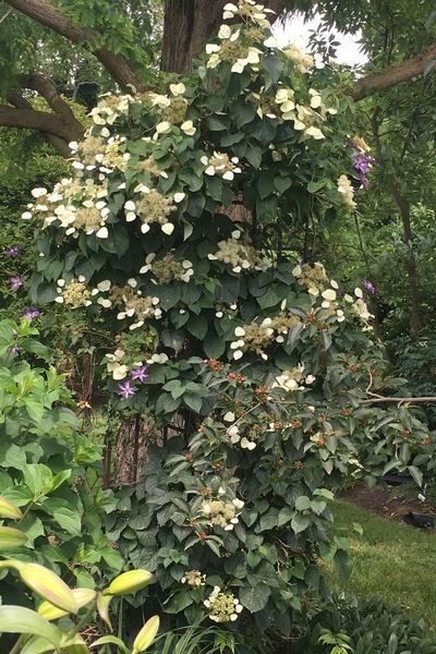 Schizophragma hydrangeoides 'Moonlight' 