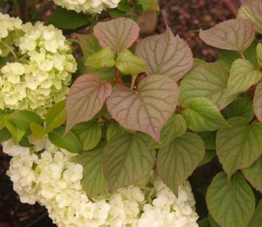 Schizophragma hydrangeoides 'Moonlight' - False Hydrangea-vine 