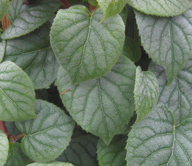 Schizophragma hydrangeoides Moonlight